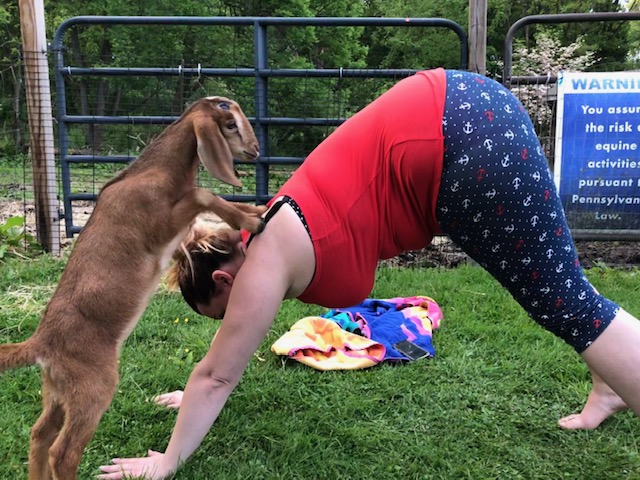 goat yoga with a baby goat