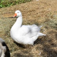 duck on a farm